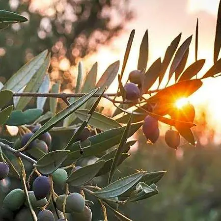 Nero Buono לינה וארוחת בוקר